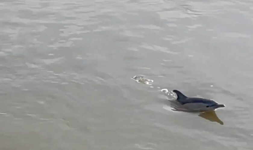 Stay away from dolphin seen in the Thames, rescuers warn