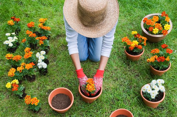 Simple hack to grow more plants and make your garden extra lush - even if it's tiny