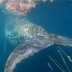 Humpback whale entangled in commercial fishing rope rescued