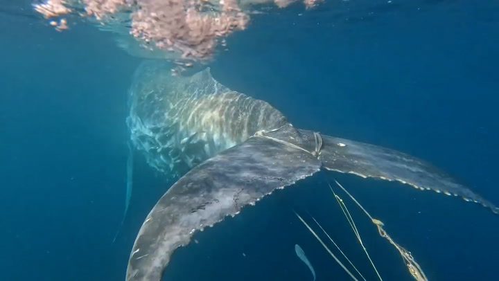 Humpback whale entangled in commercial fishing rope rescued