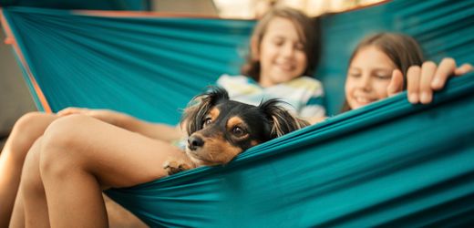 Wie der Wolf zum Hund wurde: Der Beginn einer wunderbaren Freundschaft