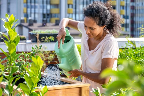 Gardeners told watering plants at this time of day could 'burn leaves'