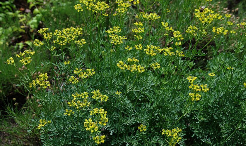 Cette plante au drôle de nom éloigne les mouches et les moustiques, et elle demande peu d'entretien