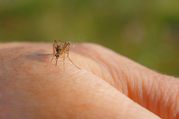 Oropouche virus symptoms as first deaths recorded caused by surging illness