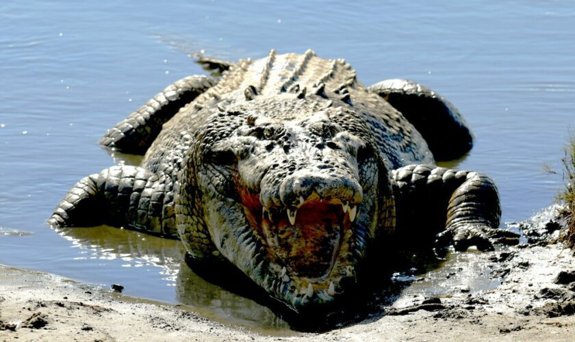 Crocodile 'responsible for man's death' killed in third fatal attack of year