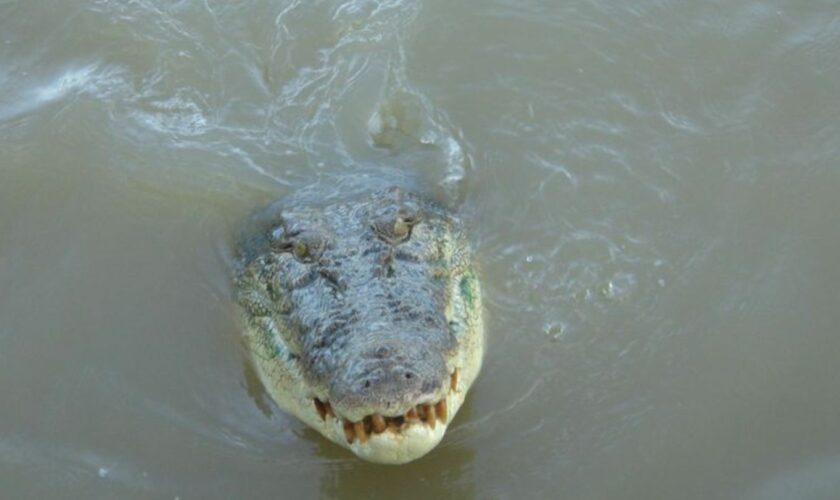 Nach dem Verschwinden eines Anglers in Australien gilt es als sehr wahrscheinlich, dass der Mann von einem Krokodil getötet wurd