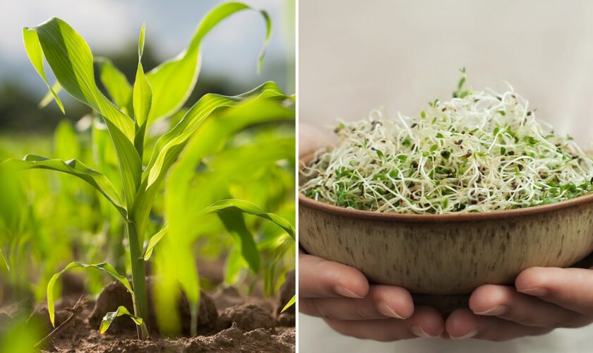 Bread with sprouted grains offers 'enhanced nutritional profile,' may be healthier way to enjoy carbs