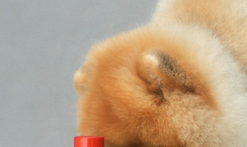 Dolce & Gabbana just launched a luxury £84 luxury perfume for your dog