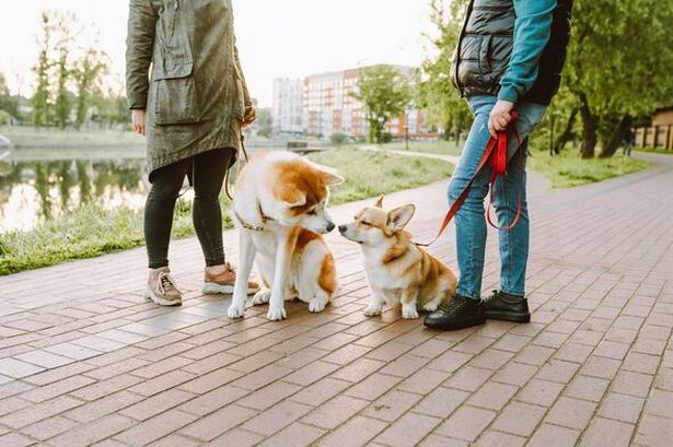 Britain's most adorable dog: how to enter your pooch