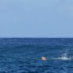 Whale 'photobombs' Olympic surfing semi-final