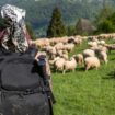 Ausbildung unterwegs: Ein Mädchen mit Rucksack wandert durch eine Schafherde