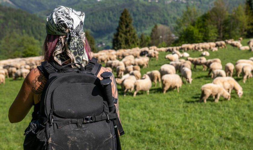 Ausbildung unterwegs: Ein Mädchen mit Rucksack wandert durch eine Schafherde