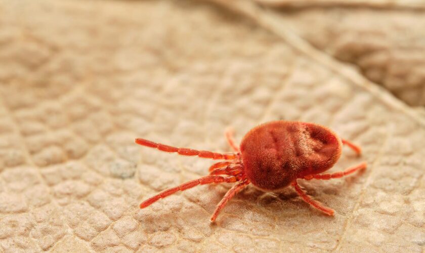 Ils sont déjà présents dans tout le pays et se préparent à entrer dans nos maisons