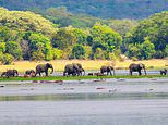 The 'Big Five' and elephants who adore snorkelling: Inside the Murchison Falls game park in East Africa where safaris are 'cheaper' but still teeming with life