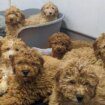 Two dozen crying puppies abandoned inside lorry at ferry port