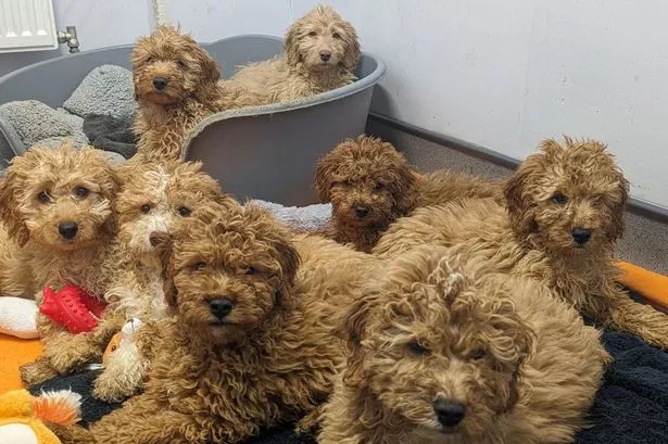 Two dozen crying puppies abandoned inside lorry at ferry port