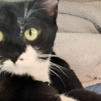 Luna, a three-year-old cat, had to be put to sleep by vets after she was poisoned. Pic: RSPCA