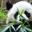 Zwei Pandas feiern im kalifornischen San Diego ihre Premiere. Foto: Derrick Tuskan/AP/dpa