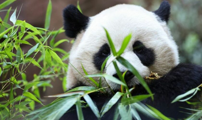 Zwei Pandas feiern im kalifornischen San Diego ihre Premiere. Foto: Derrick Tuskan/AP/dpa