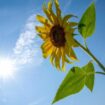 Drei-Tages-Aussicht: Sonniges Wetter am Wochenende – in dieser Region wird es "unerträglich heiß"