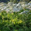 Gardening warning over 'dangerous' hogweed plant that can cause skin to burn