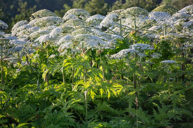 Gardening warning over 'dangerous' hogweed plant that can cause skin to burn