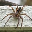 Urgent warning to Britons as spiders the size of RATS invade the UK in their thousands