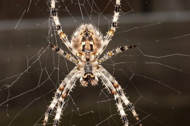 Giant spiders the size of your hand surge in numbers across the UK