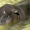 Berlin: Zoo sucht Bademeister für Mini-Hippo