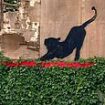 Paws off! Hilarious moment man is seen scratching at Banksy's new cat artwork before laughing when he spots cameras - as meaning behind elusive artist's graffiti is revealed