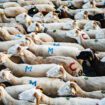 L’Etat annonce prendre en charge les frais vétérinaires pour la vaccination des troupeaux de moutons contre une nouvelle fièvre