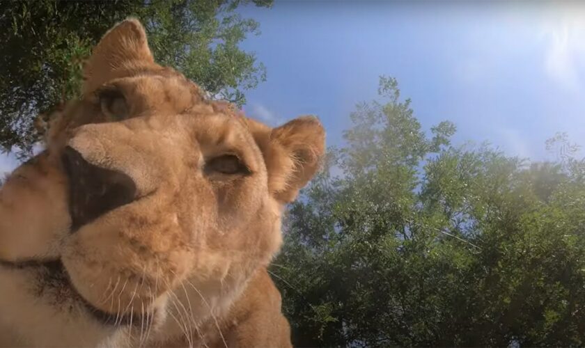 Watch what happens when Oregon Zoo lions find hidden camera in habitat