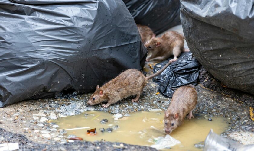 Ratten in Müllbeuteln