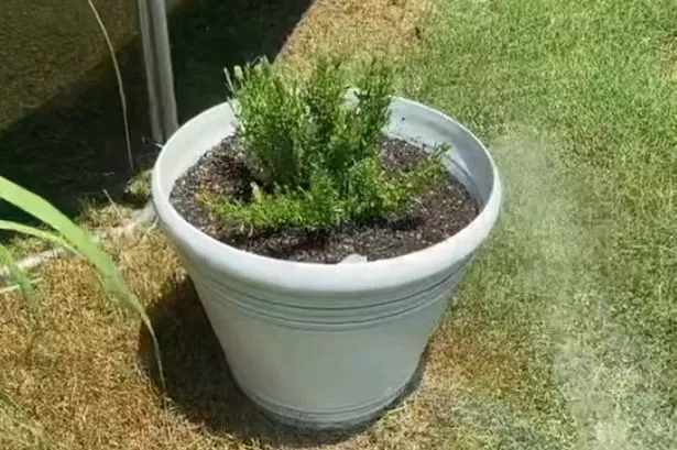 Garden hack which tells you if plants need watering takes only seconds to do