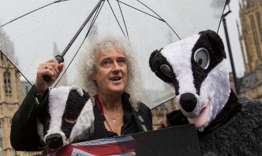 Brian May hits out at ‘morally indefensible’ badger cull