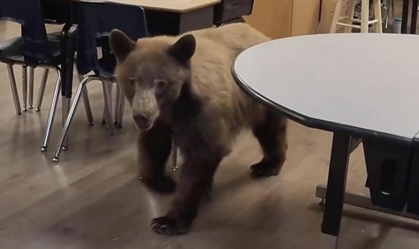 Schreck in Grundschule: Lehrerin wird von Bär im Klassenzimmer überrascht