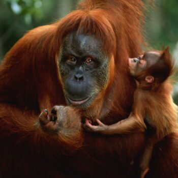 Au zoo de Dublin, une femelle orang-outan apprend à allaiter son bébé grâce à trente jeunes mères