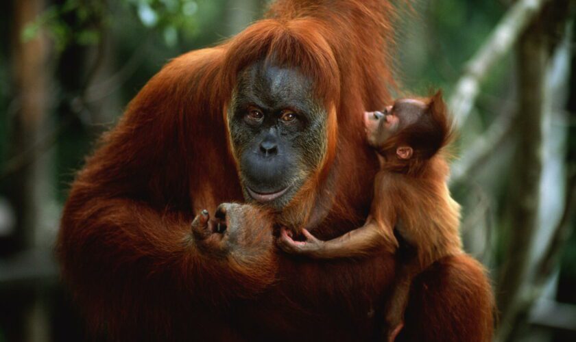 Au zoo de Dublin, une femelle orang-outan apprend à allaiter son bébé grâce à trente jeunes mères