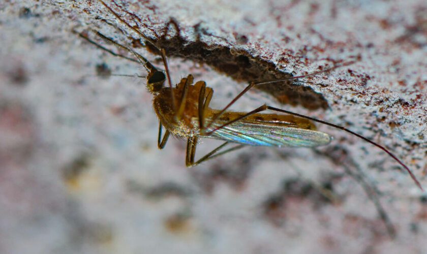 Premiers cas de virus du Nil occidental en France : ce que l’on sait de cette maladie transmise par les moustiques