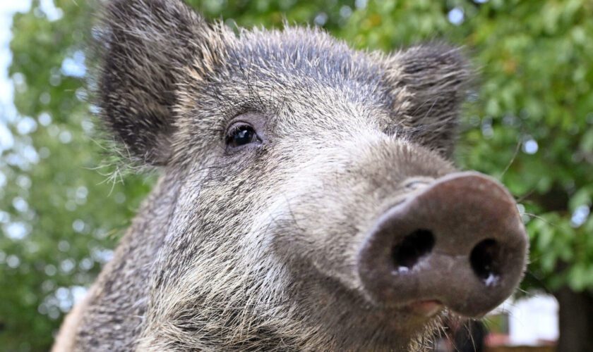 Le sanglier Toto est enfin arrivé dans son nouveau refuge à Charleville-Mézières