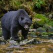 Black bear attacks child, 3, at campground near Yellowstone National Park