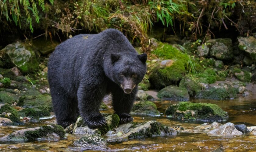 Black bear attacks child, 3, at campground near Yellowstone National Park