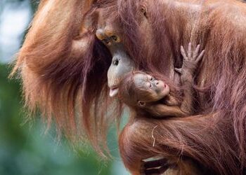 Irland: Stillende Frauen zeigen Orang-Utan-Mutter in Dubliner Zoo, wie sie ihr Baby füttern muss