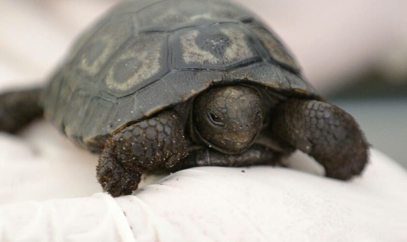 «C’est un super événement» : une tortue géante des Galapagos est née en France pour la première fois