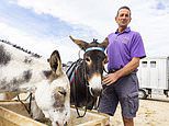 Britain's oldest donkey ride firm hits back at petition to ban them from a seaside resort - insisting the animals are happy and well cared for