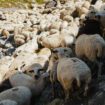 Deux autres foyers de fièvre catarrhale ovine détectés en France