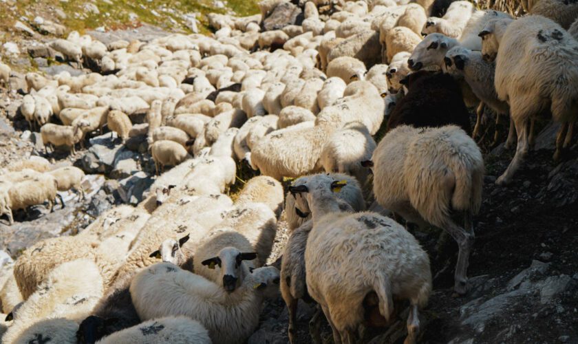 Deux autres foyers de fièvre catarrhale ovine détectés en France