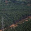 En Gironde, l’ombre grandit sur le futur mégaparc photovoltaïque Horizeo