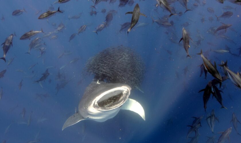 Feeding Frenzy. Pic: Jorge Fontes