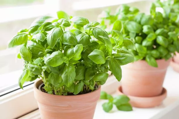 Garden expert reveals how to grow never-ending supply of basil for just pennies